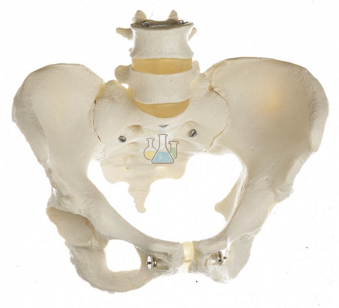 Female pelvic skeleton model